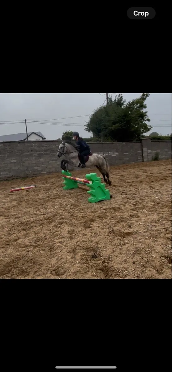 4 year old gelding - Image 3