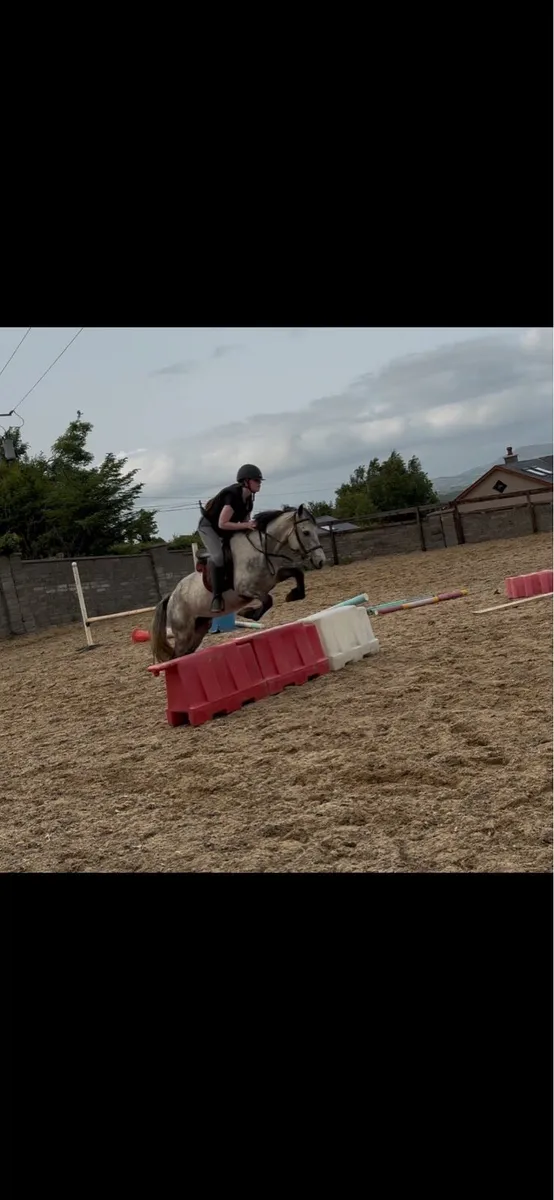 4 year old gelding - Image 4