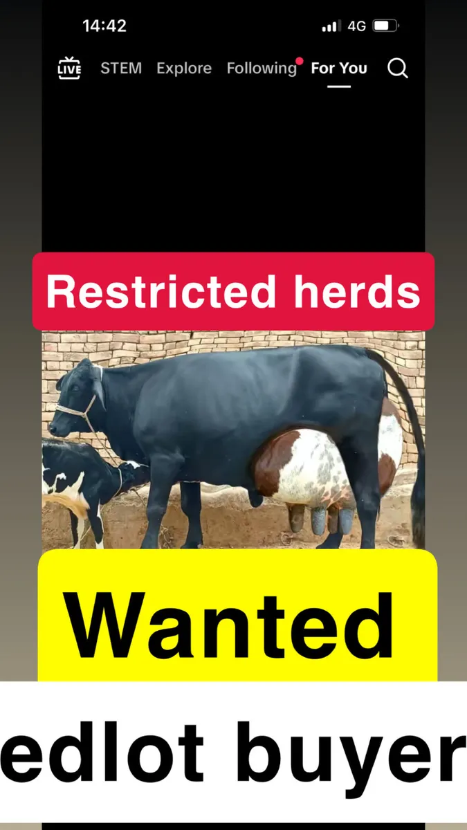 Cattle wanted for feedlot