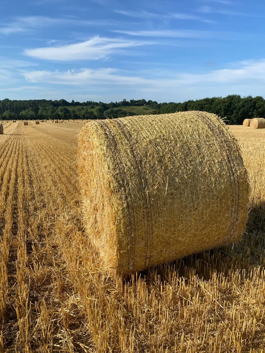 Barley straw - Image 1