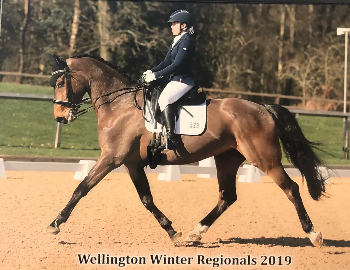 Dressage and SJ schoolmaster - Image 1