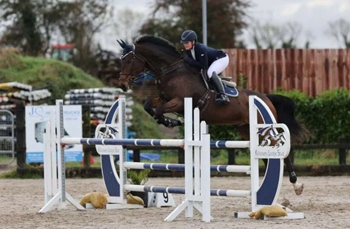 Dressage and SJ schoolmaster - Image 2