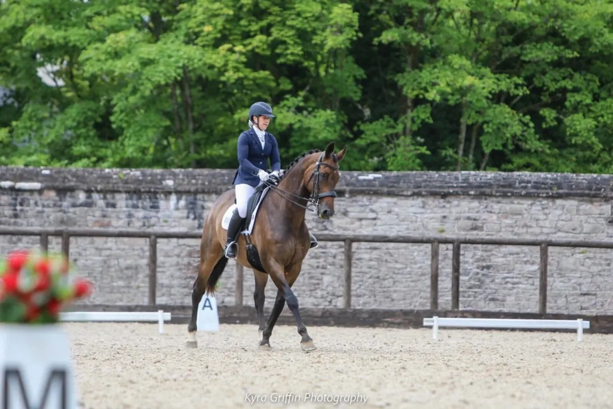 Dressage and SJ schoolmaster - Image 3