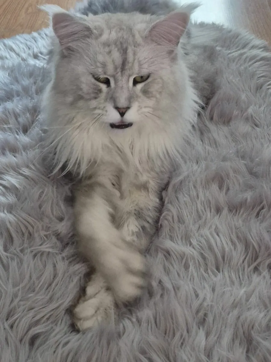 Beautiful Big MaineCoon male with breading rights - Image 1