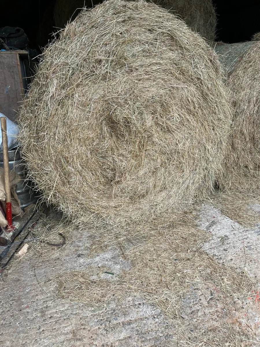 Hay - Round Bales - Image 2