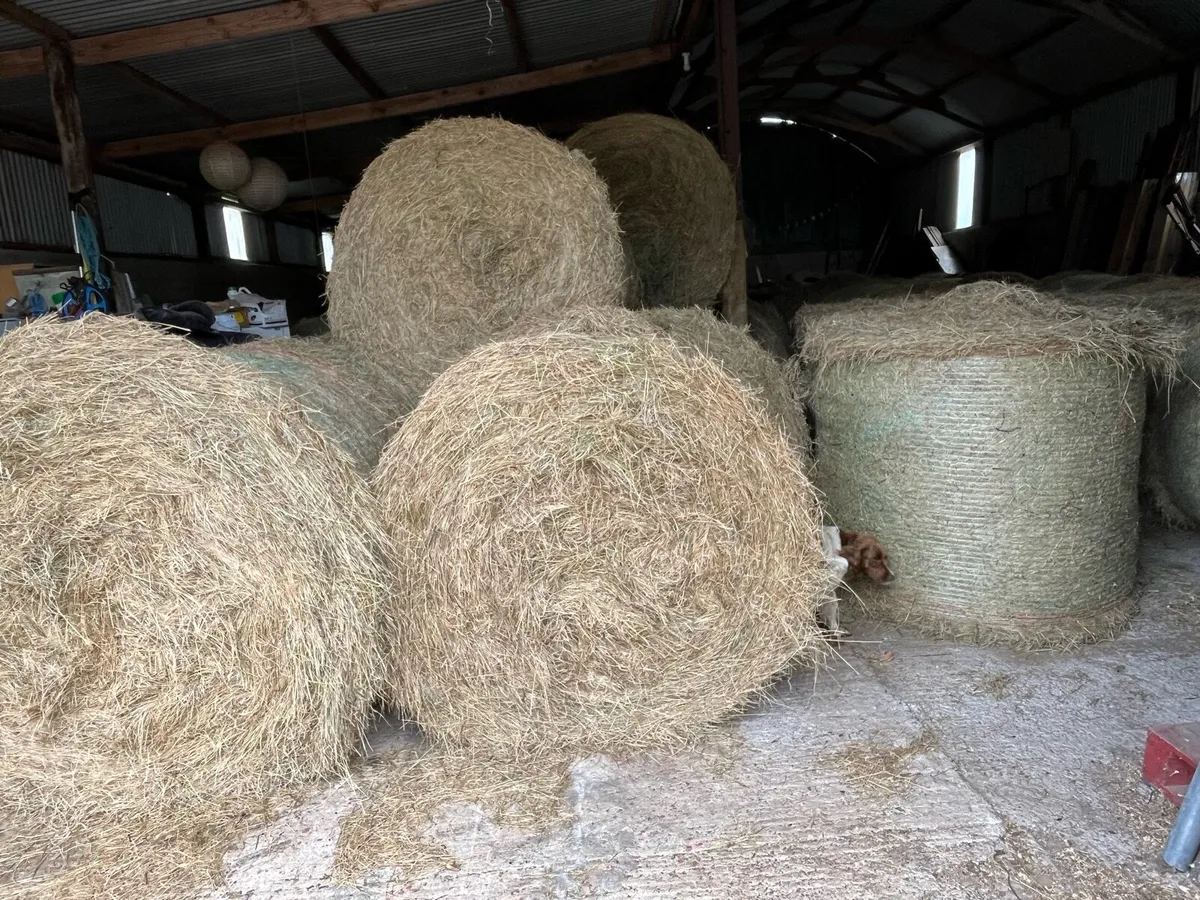 Hay - Round Bales - Image 1