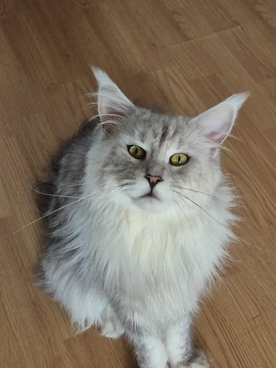 Beautiful Big MaineCoon male with breading rights - Image 2