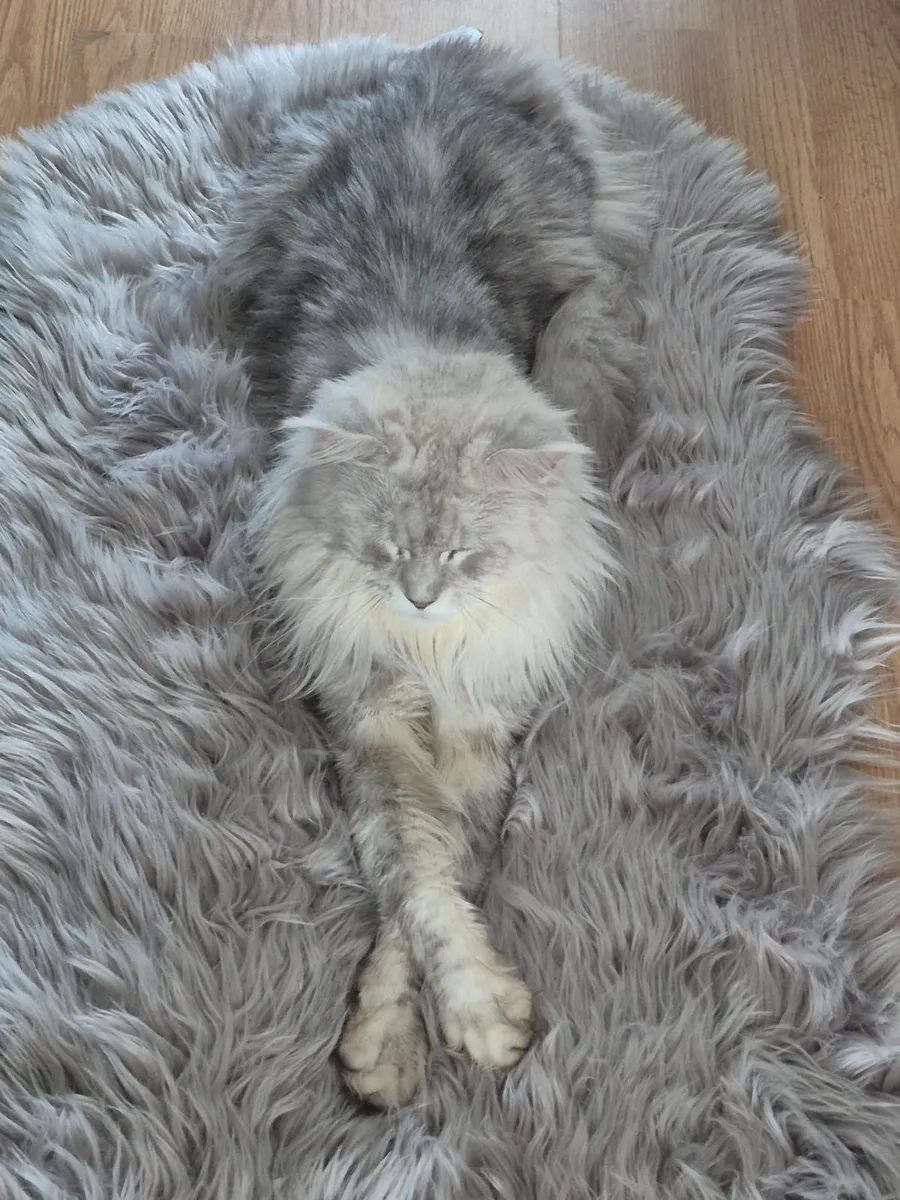 Beautiful Big MaineCoon male with breading rights - Image 3