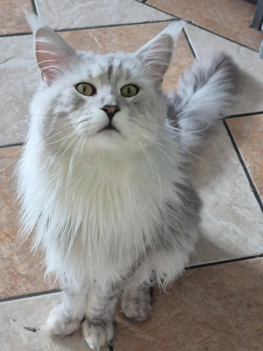 Beautiful Big MaineCoon male with breading rights - Image 4