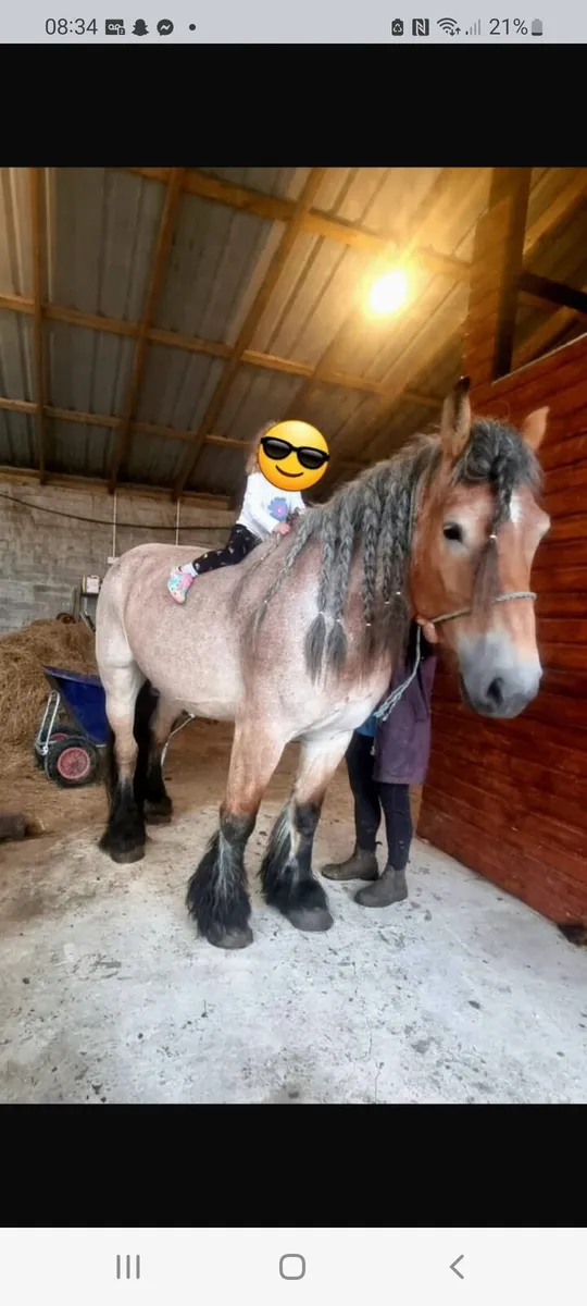 16.2hh 6 yo Belgium 🇧🇪 draft mare bombproof - Image 1
