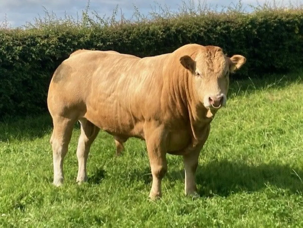 Blonde Bulls for sale - Image 1
