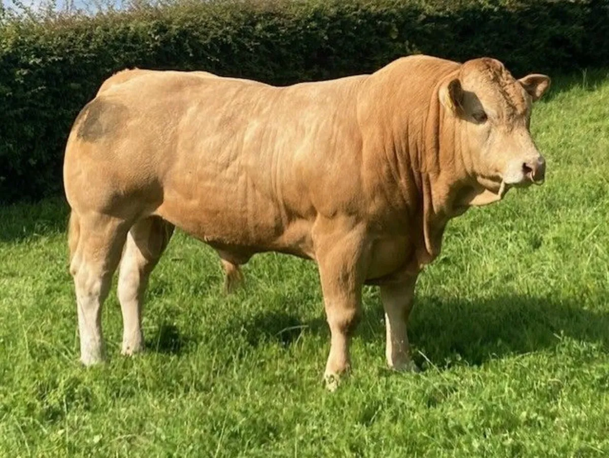 Blonde Bulls for sale - Image 2