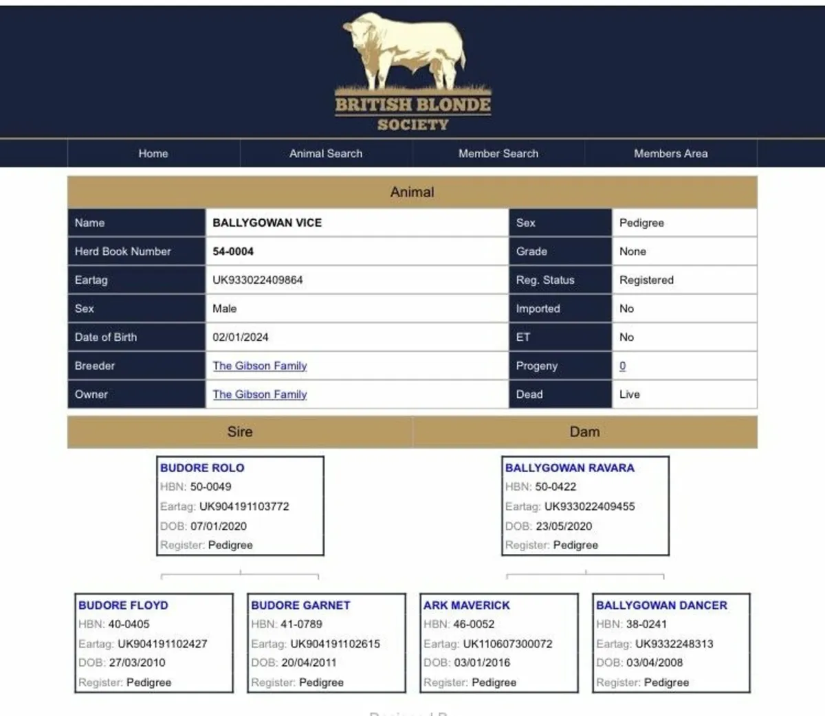 Blonde Bulls for sale - Image 3