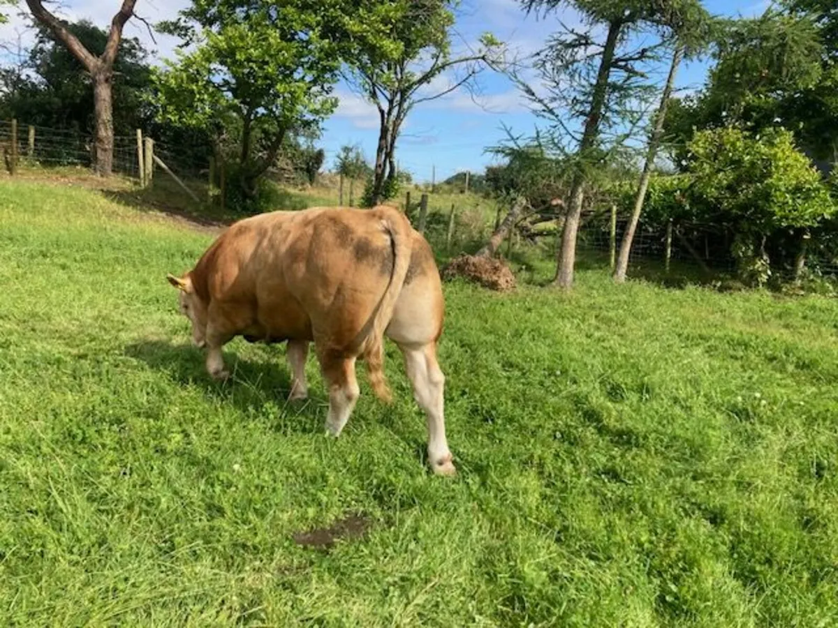 Blonde Bulls for sale - Image 4