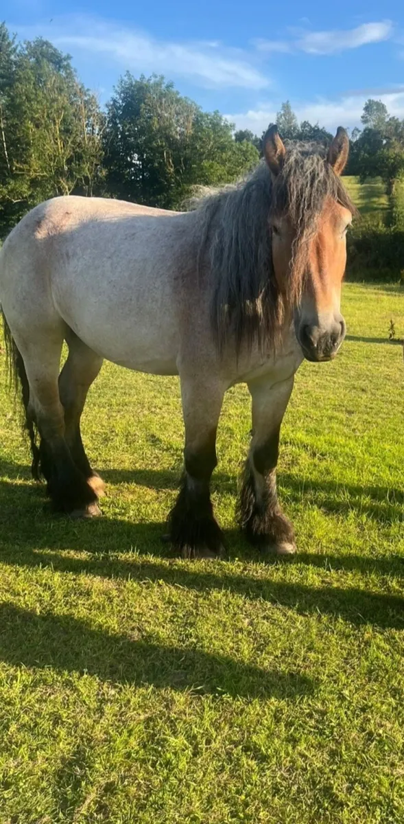 16.2hh 6 yo Belgium 🇧🇪 draft mare bombproof - Image 3