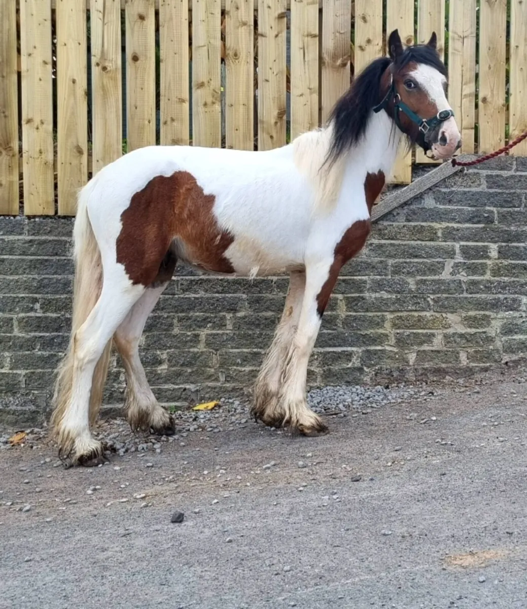 3 year old coloured gelding 13hh Very quite - Image 1