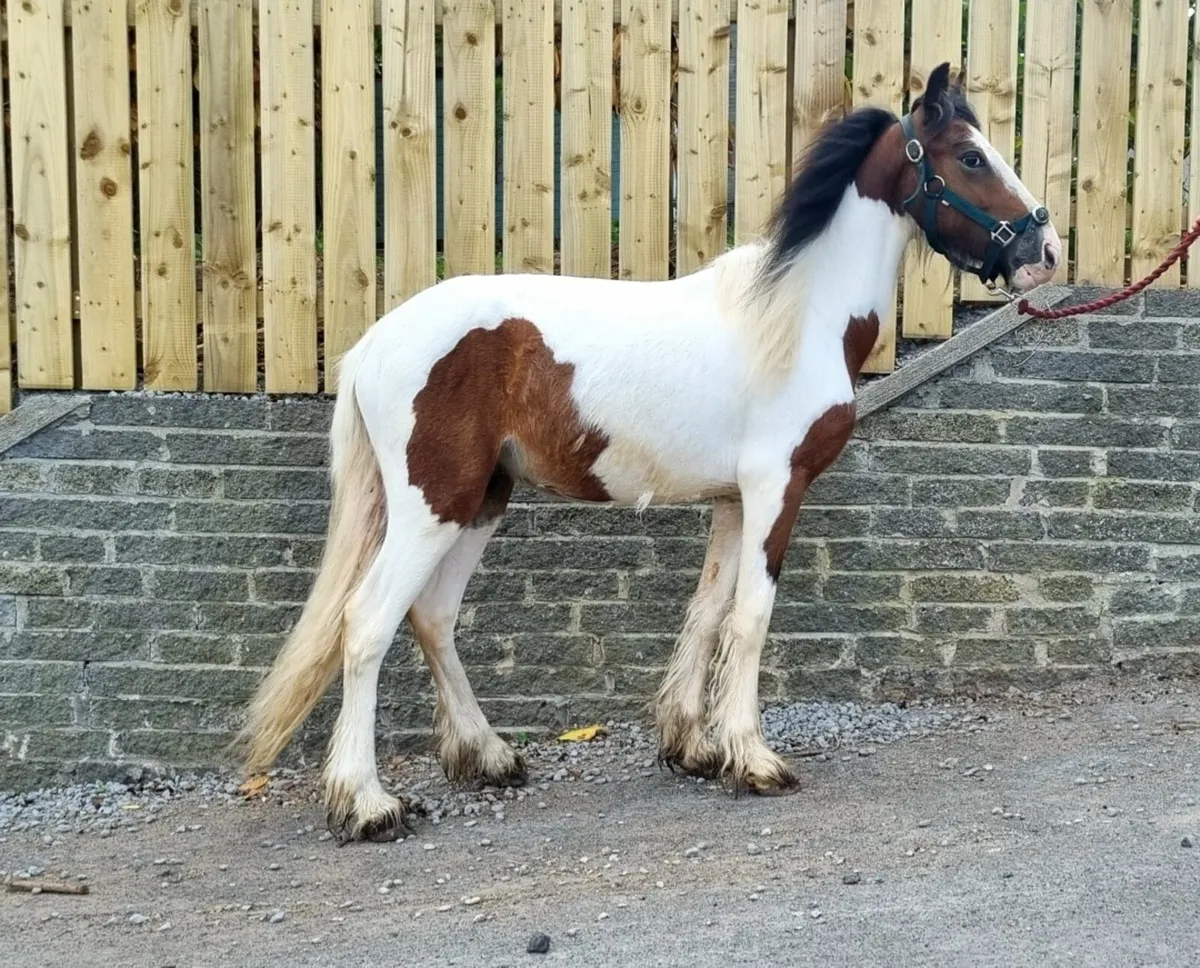 3 year old coloured gelding 13hh Very quite - Image 2