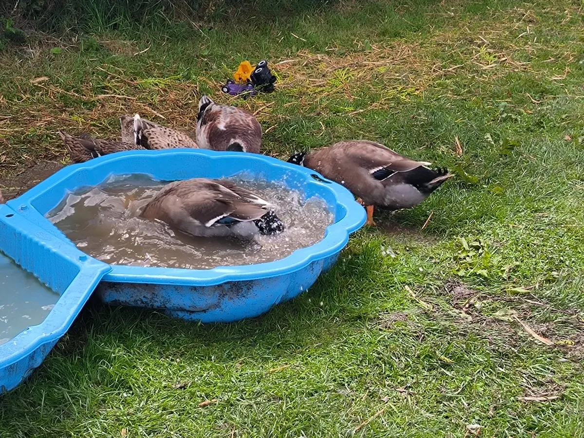 Ducks - Image 1