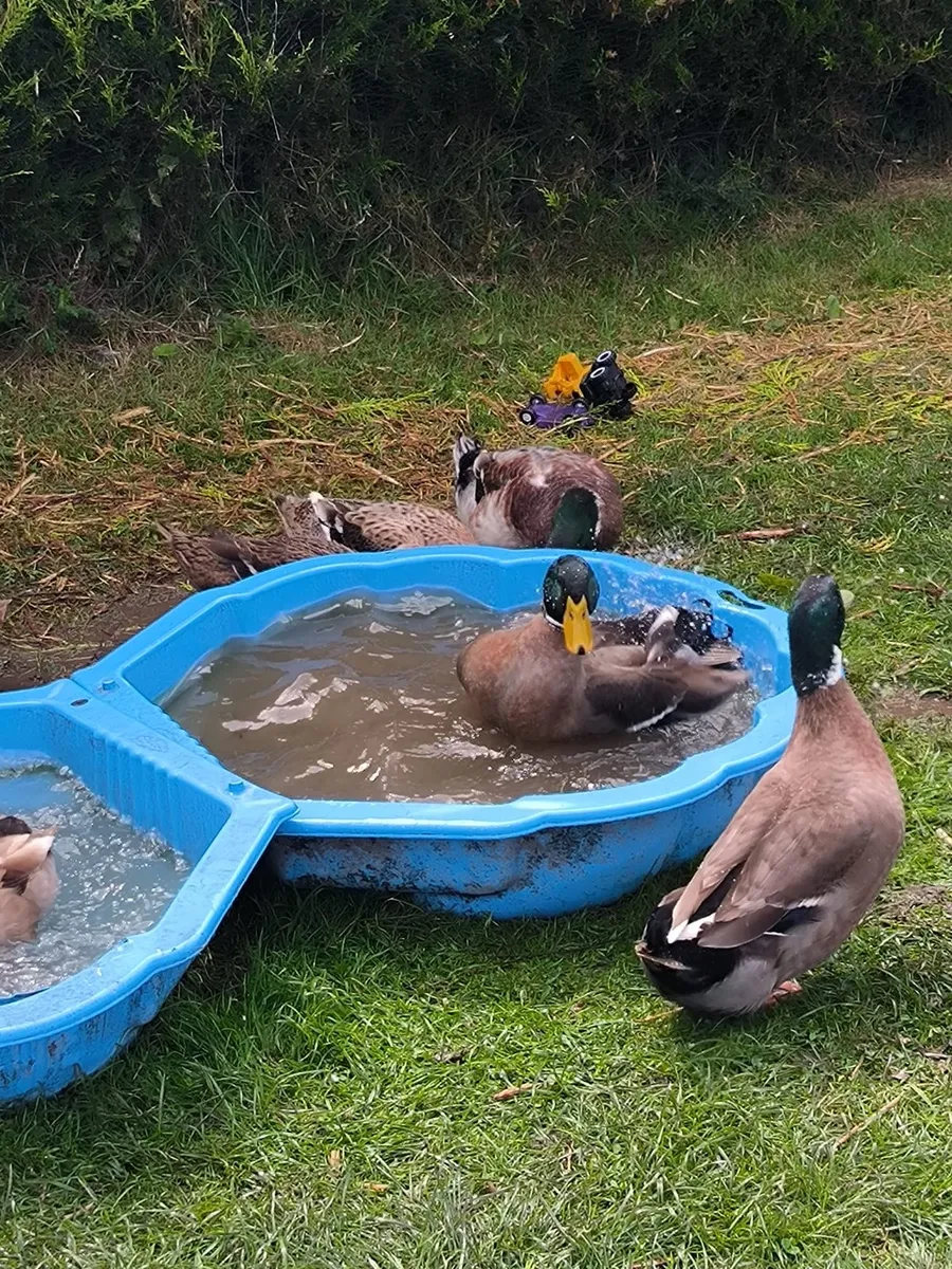 Ducks - Image 2