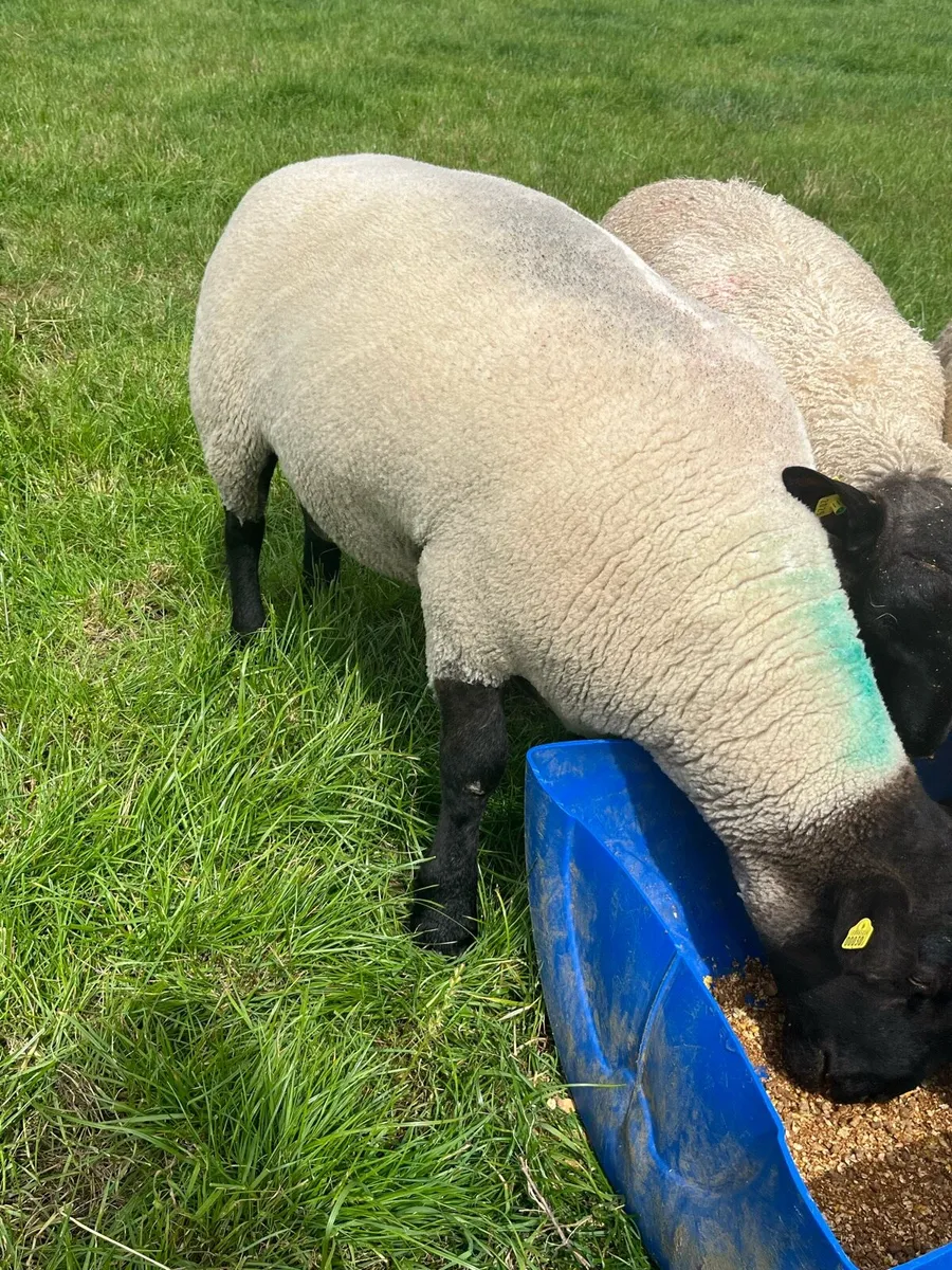 NZ Suffolk Rams - Image 1