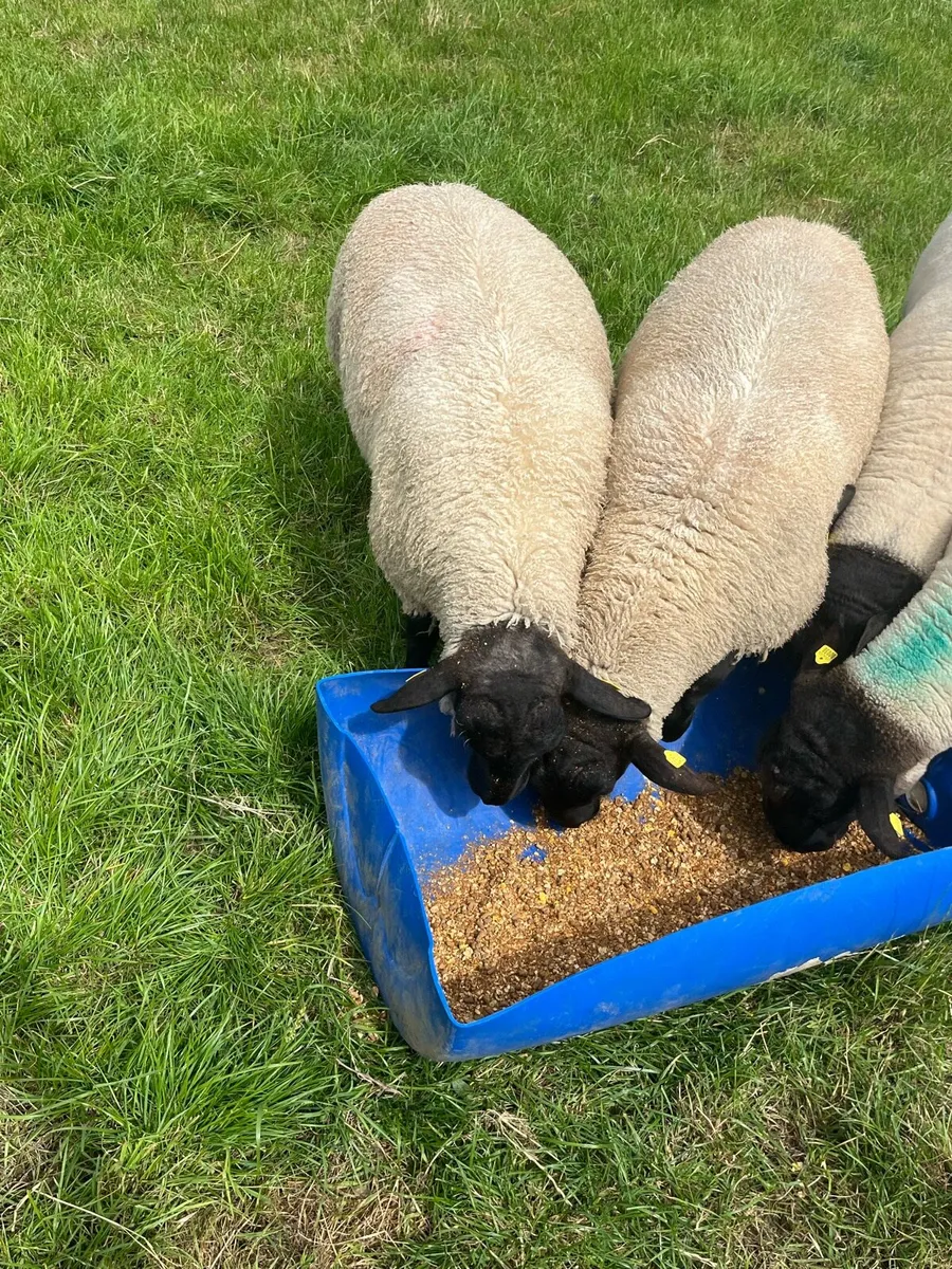 NZ Suffolk Rams - Image 2