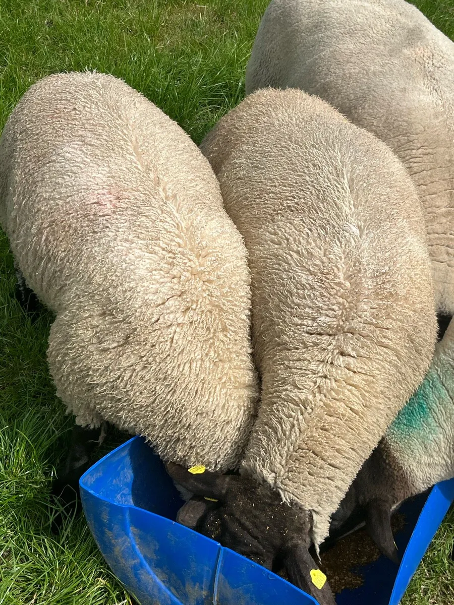 NZ Suffolk Rams - Image 3