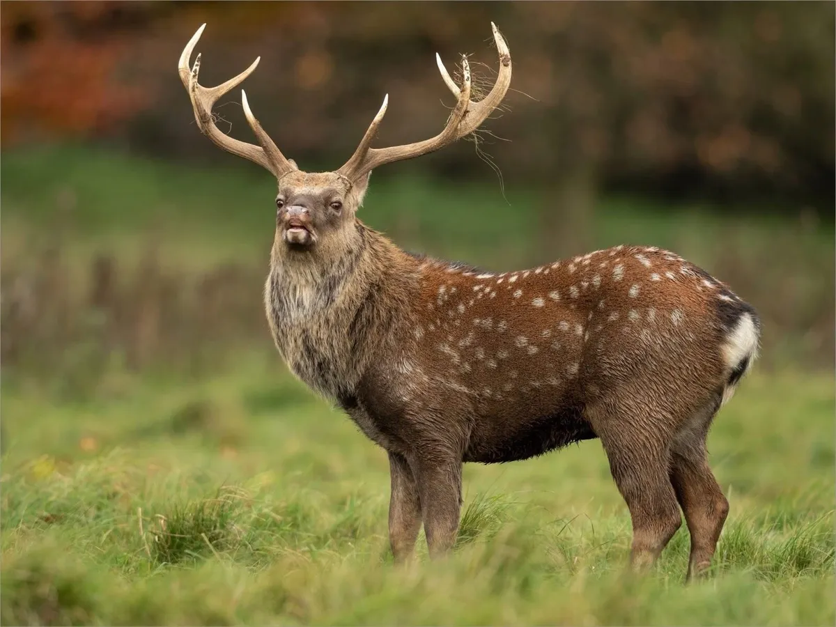 Deer management