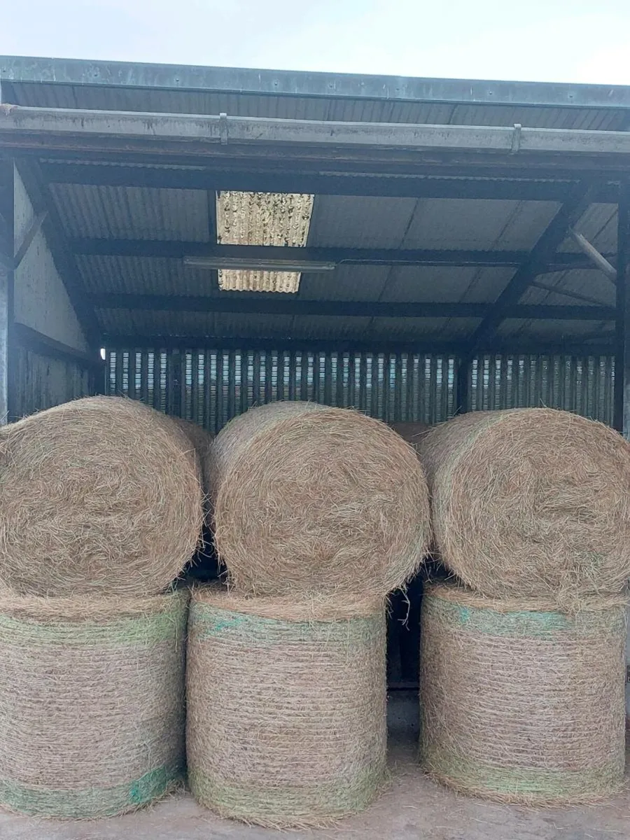 Hay for sale - Image 4