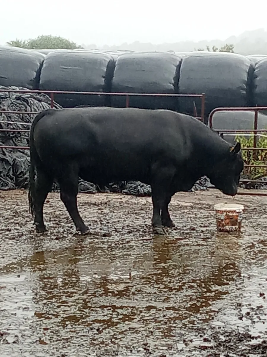 Pbr angus bull - Image 1