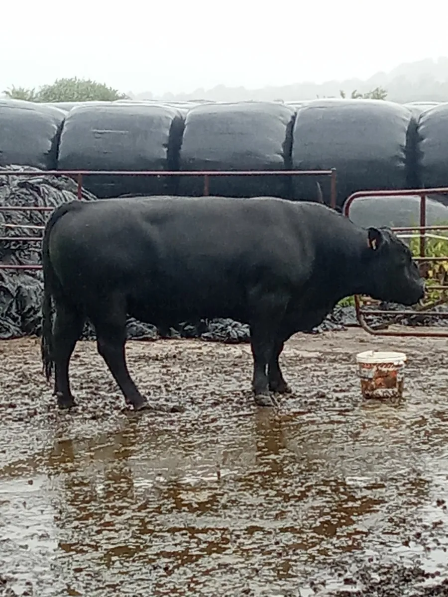 Pbr angus bull - Image 2