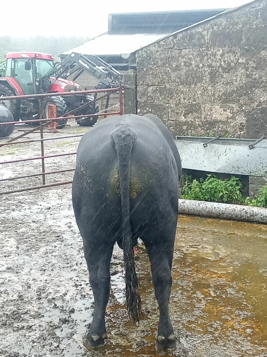 Pbr angus bull - Image 3