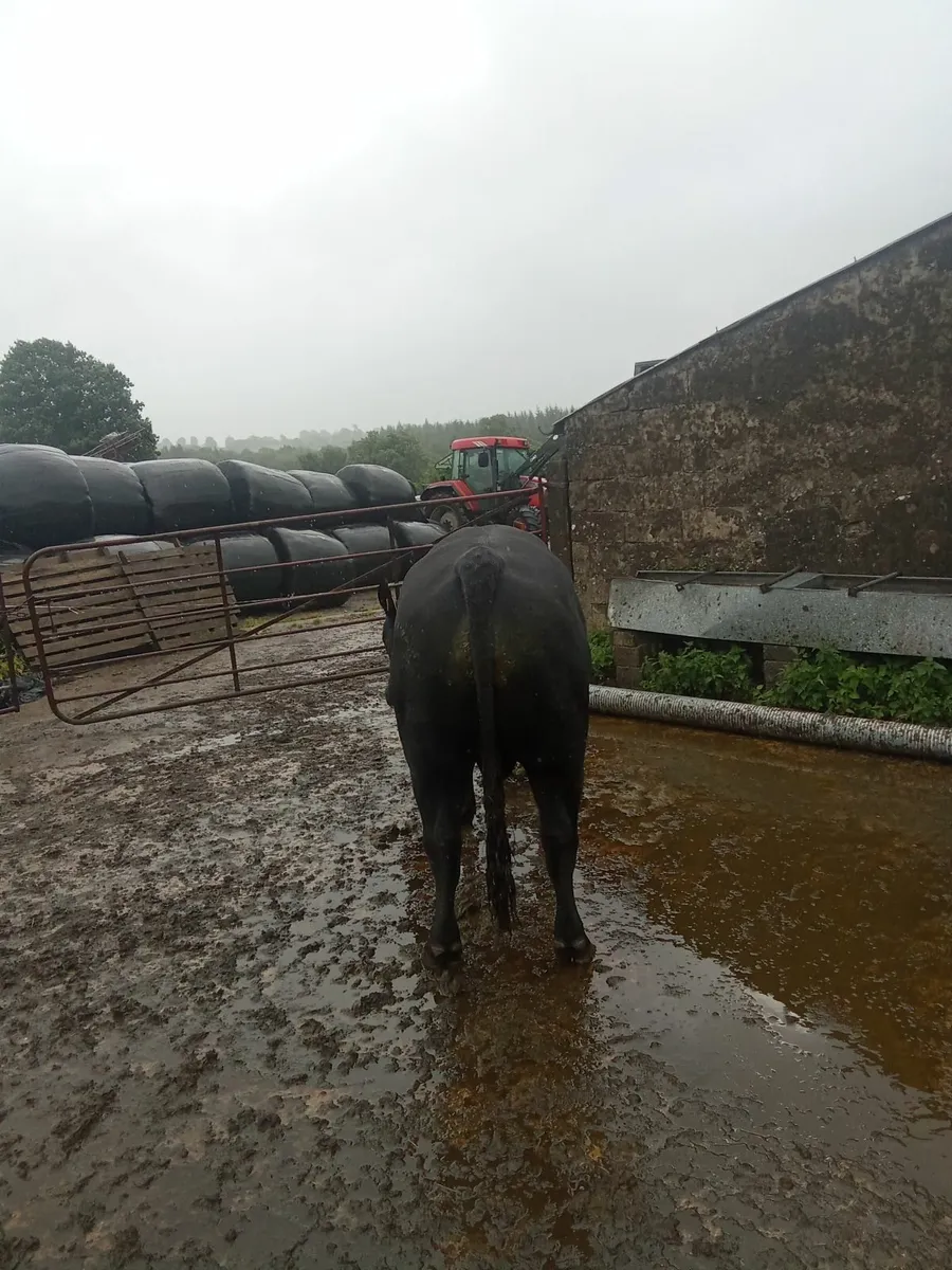 Pbr angus bull - Image 4