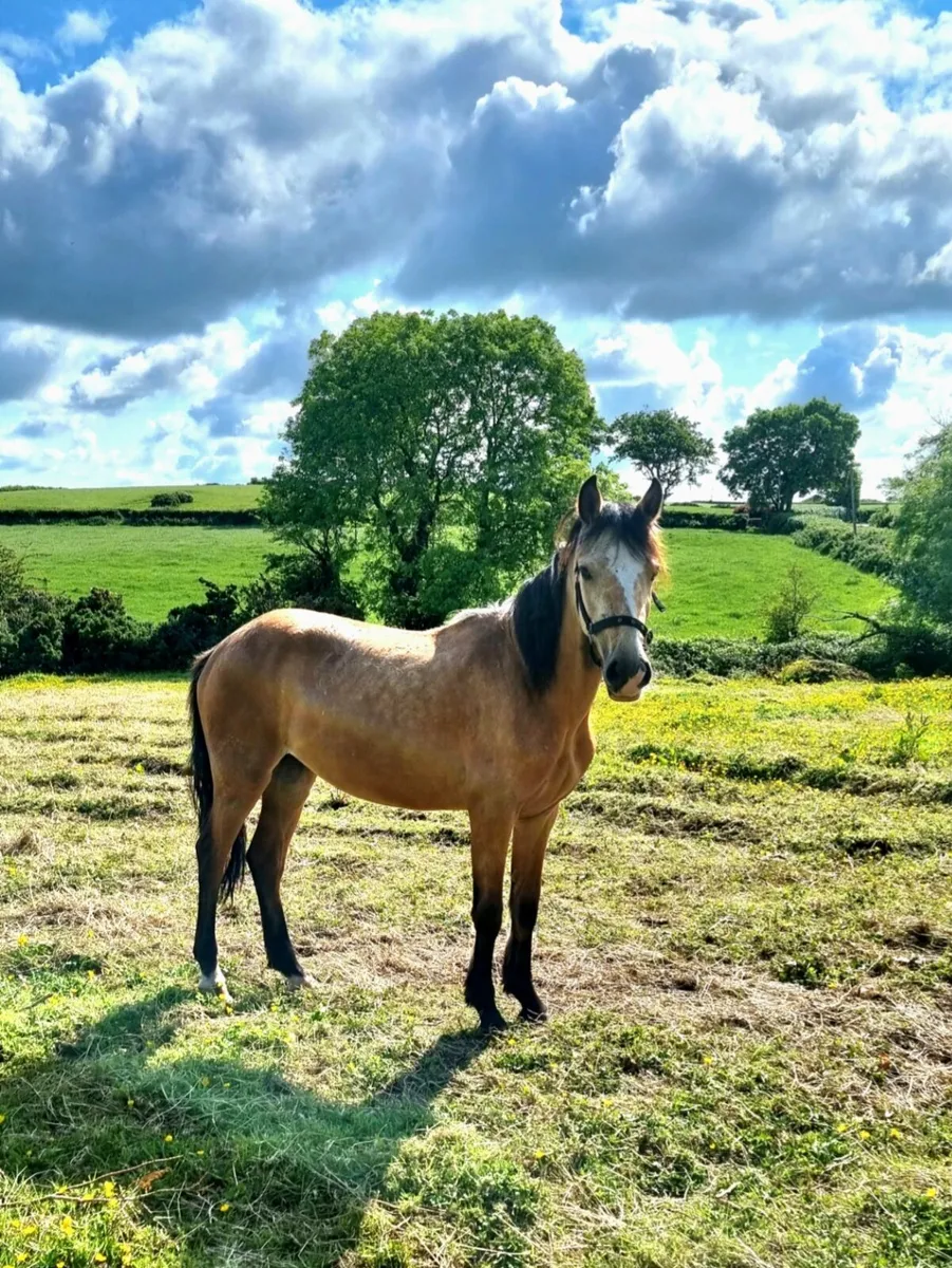 2 year old buckskin filly beautiful marked pony - Image 1