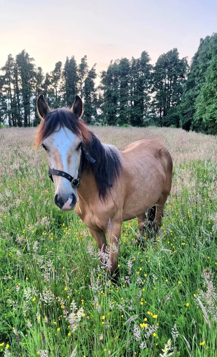 2 year old buckskin filly beautiful marked pony - Image 2