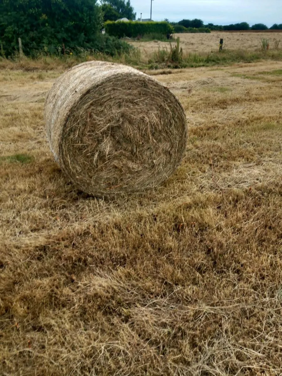 Hay