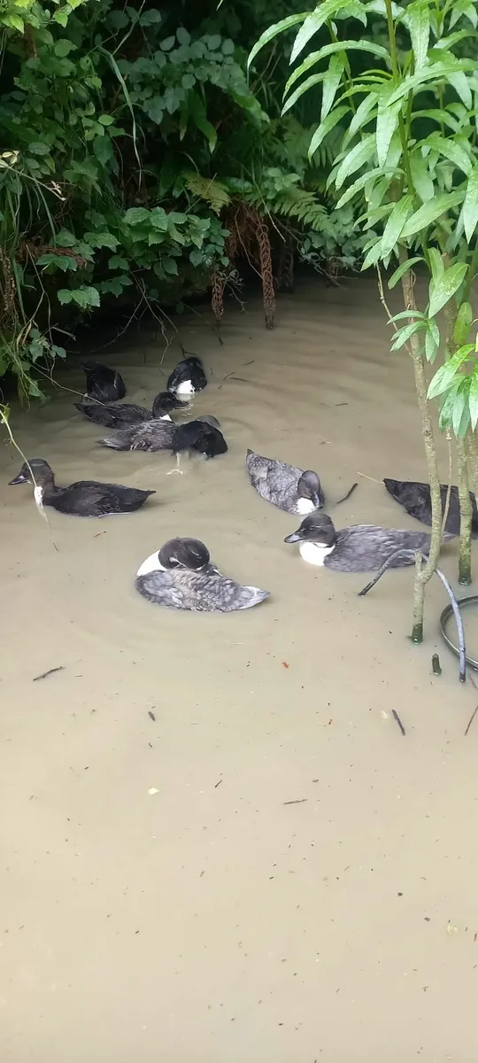 Call ducks - Image 1