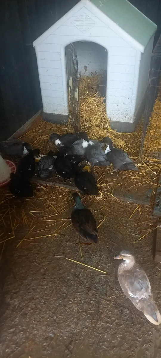Call ducks - Image 2
