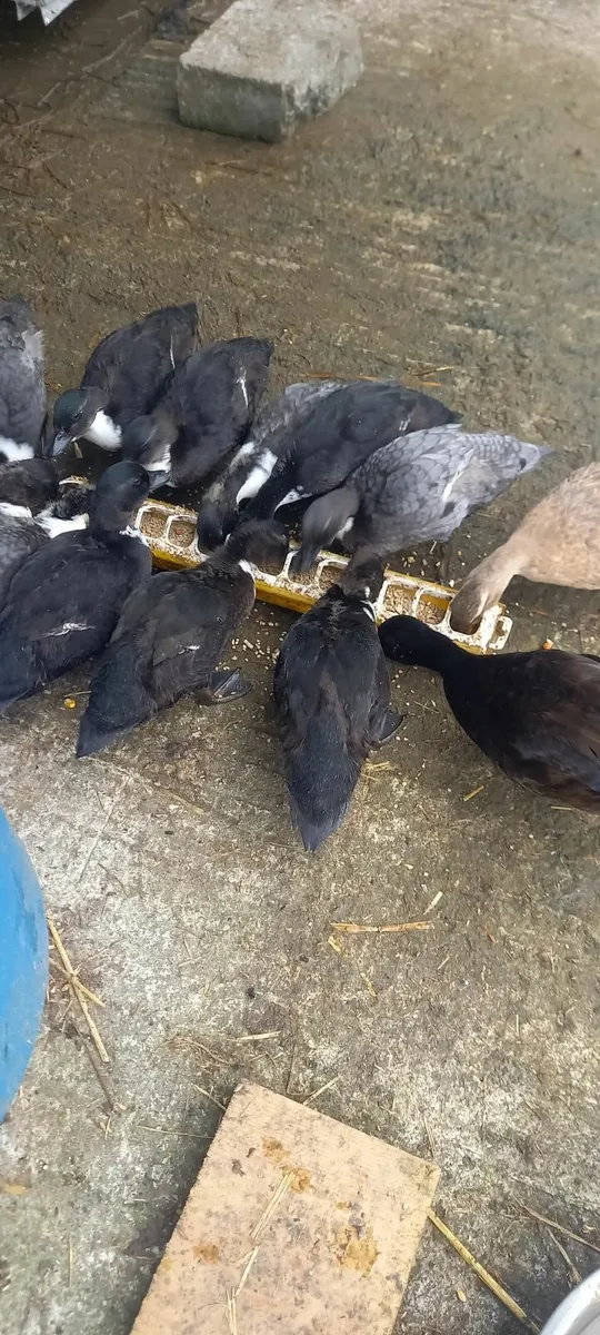 Call ducks - Image 3