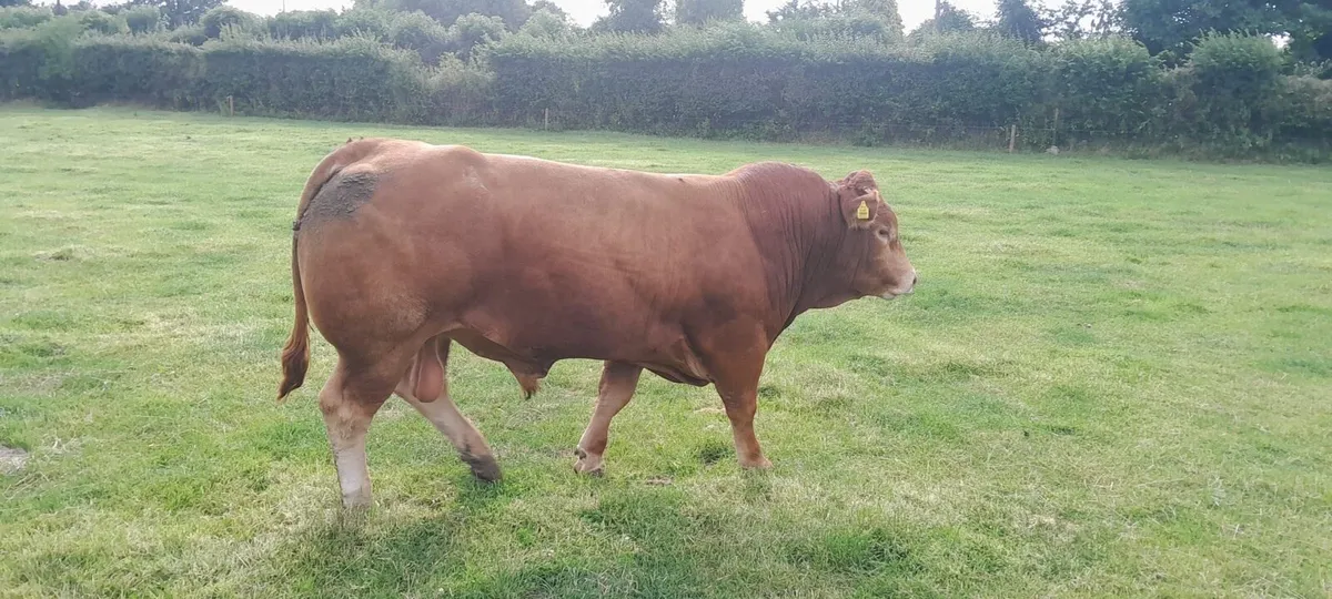 Top Quality PBR Limousin Bull - Image 1