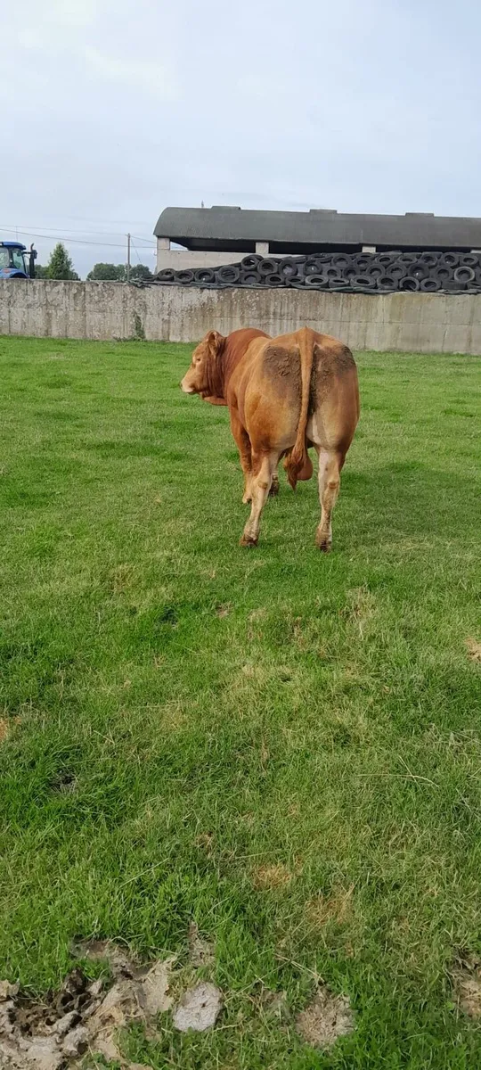 Top Quality PBR Limousin Bull - Image 2