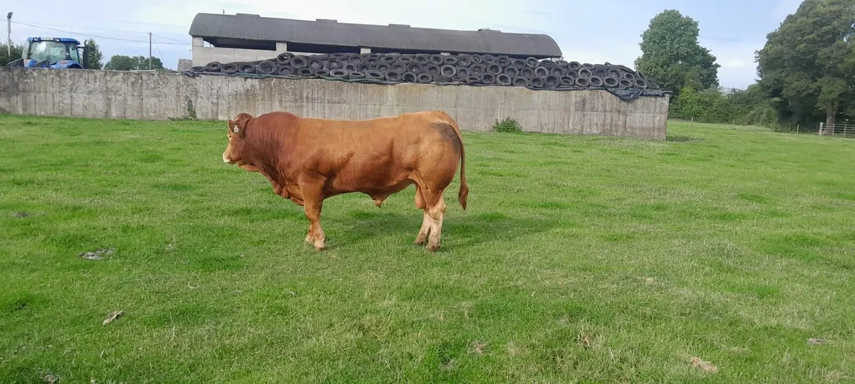 Top Quality PBR Limousin Bull - Image 3