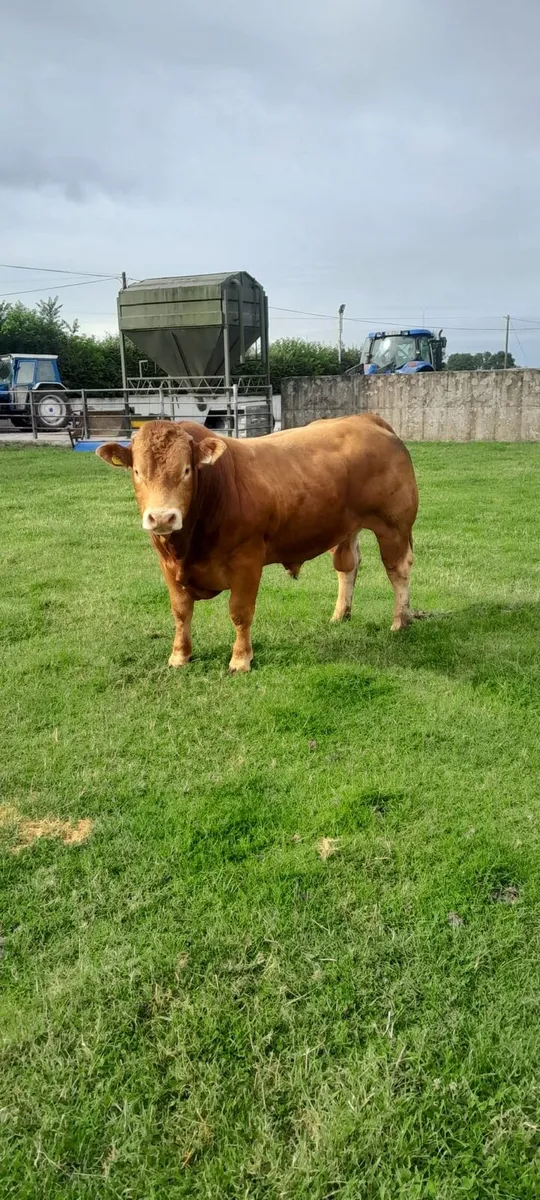 Top Quality PBR Limousin Bull - Image 4