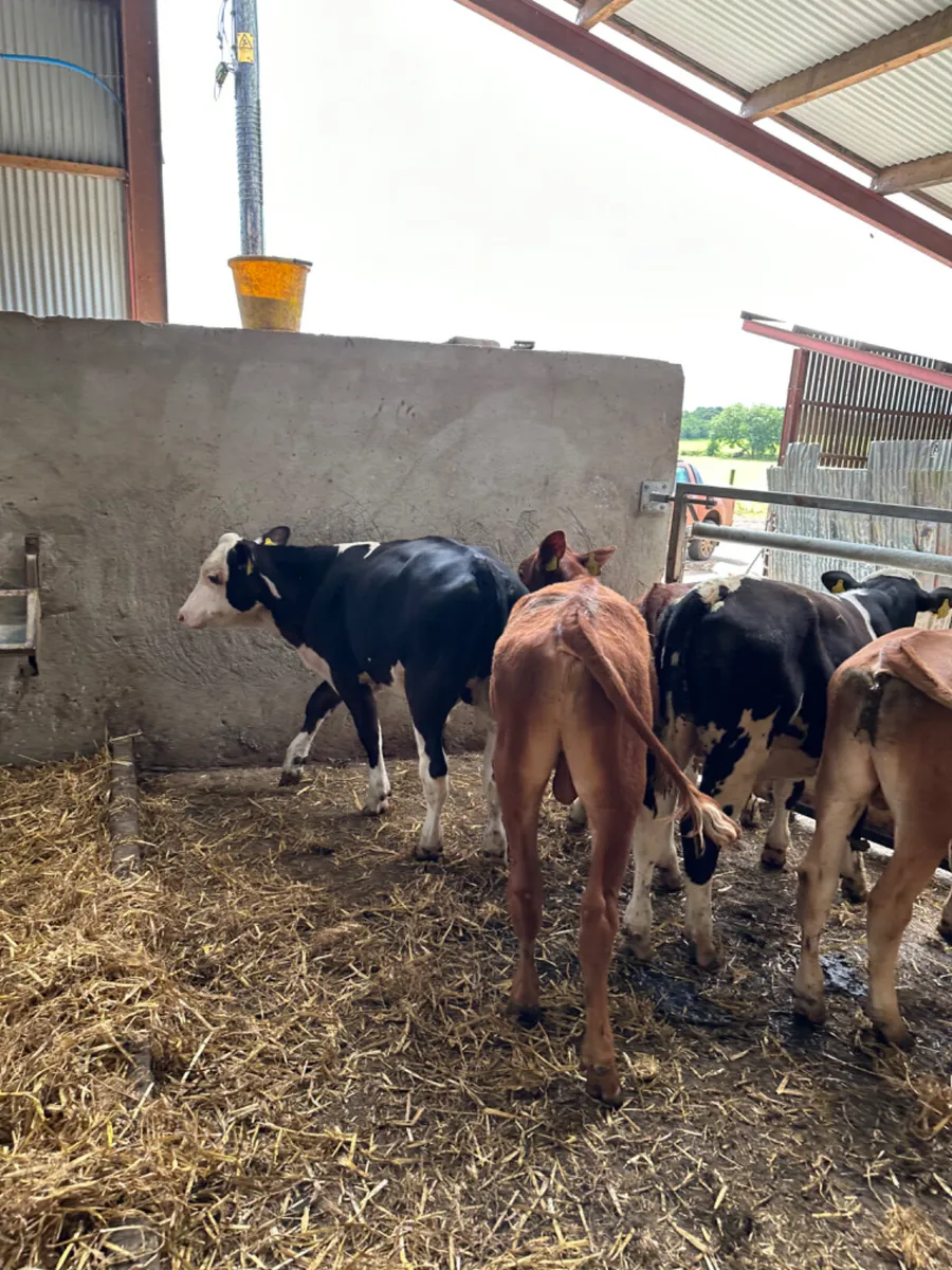 Hereford and lim bulls - Image 3
