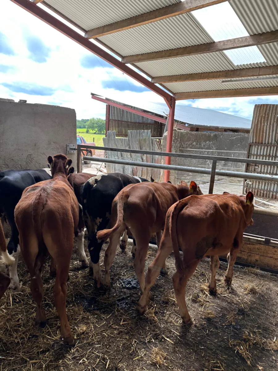 Hereford and lim bulls - Image 2