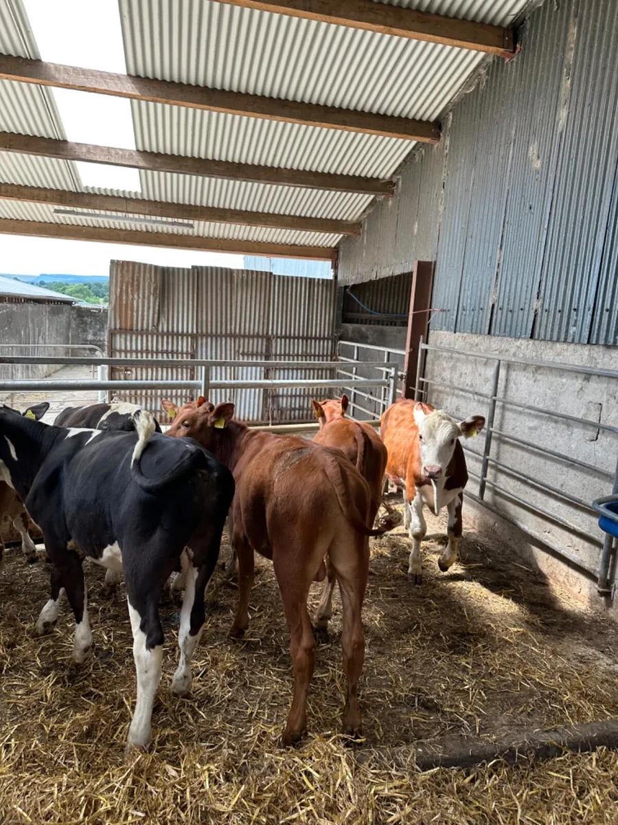 Hereford and lim bulls - Image 1