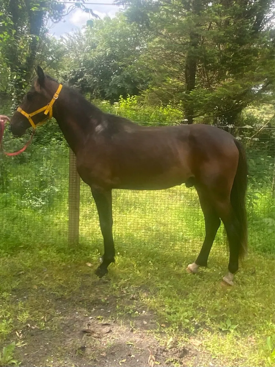 2 year old standardbred pacer by cattlewash - Image 2