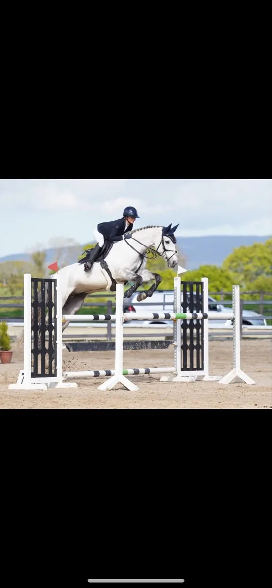 17h gelding - Image 1