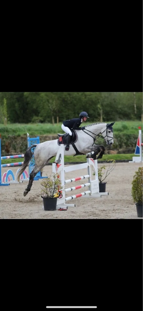 17h gelding - Image 2