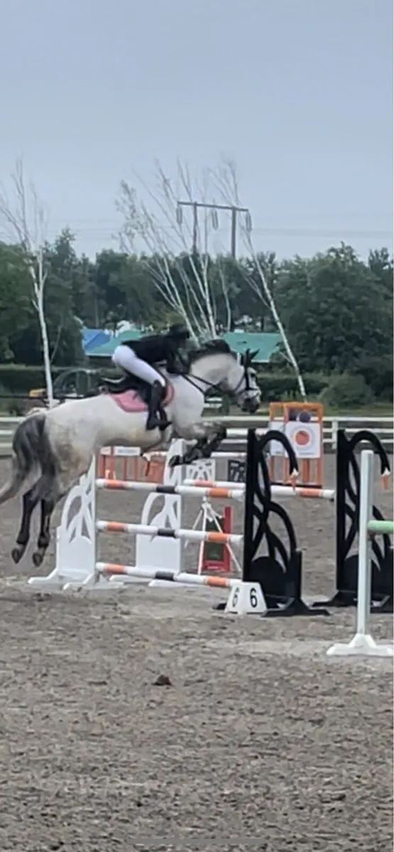 17h gelding - Image 4