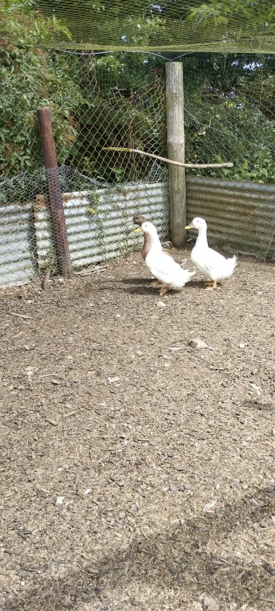 Ducks